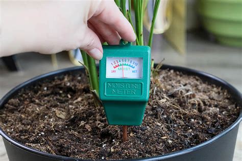 nerve plant moisture meter|nerve plant growth rate.